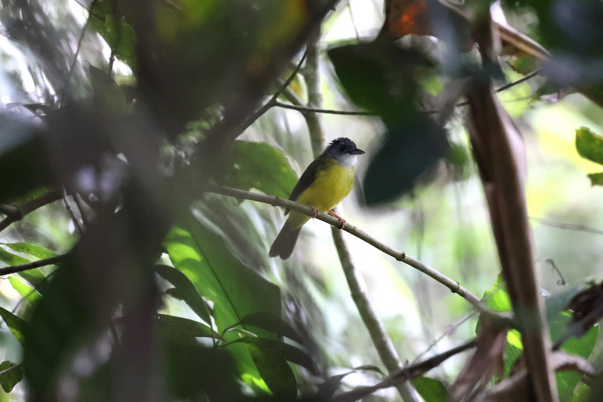 Yellow-bellied Bulbul - ML625321033