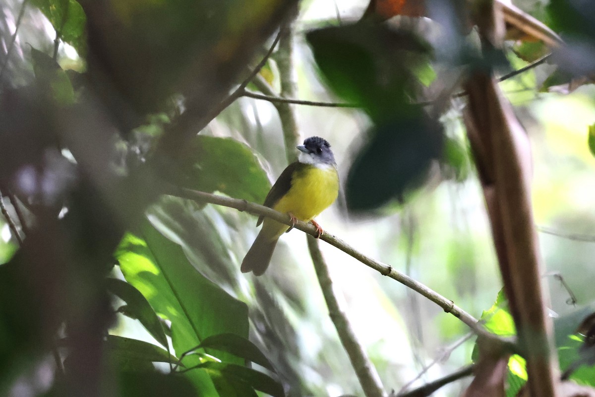 Yellow-bellied Bulbul - ML625321037