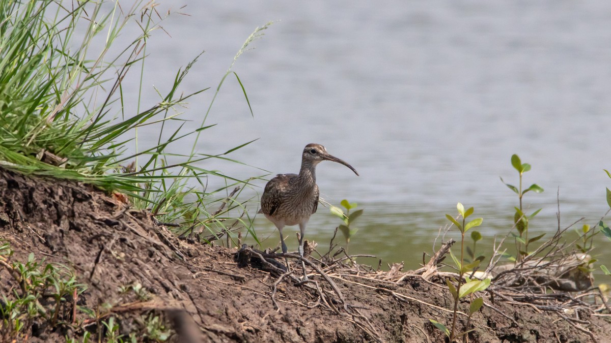 Whimbrel/Eurasian Curlew - ML625321113