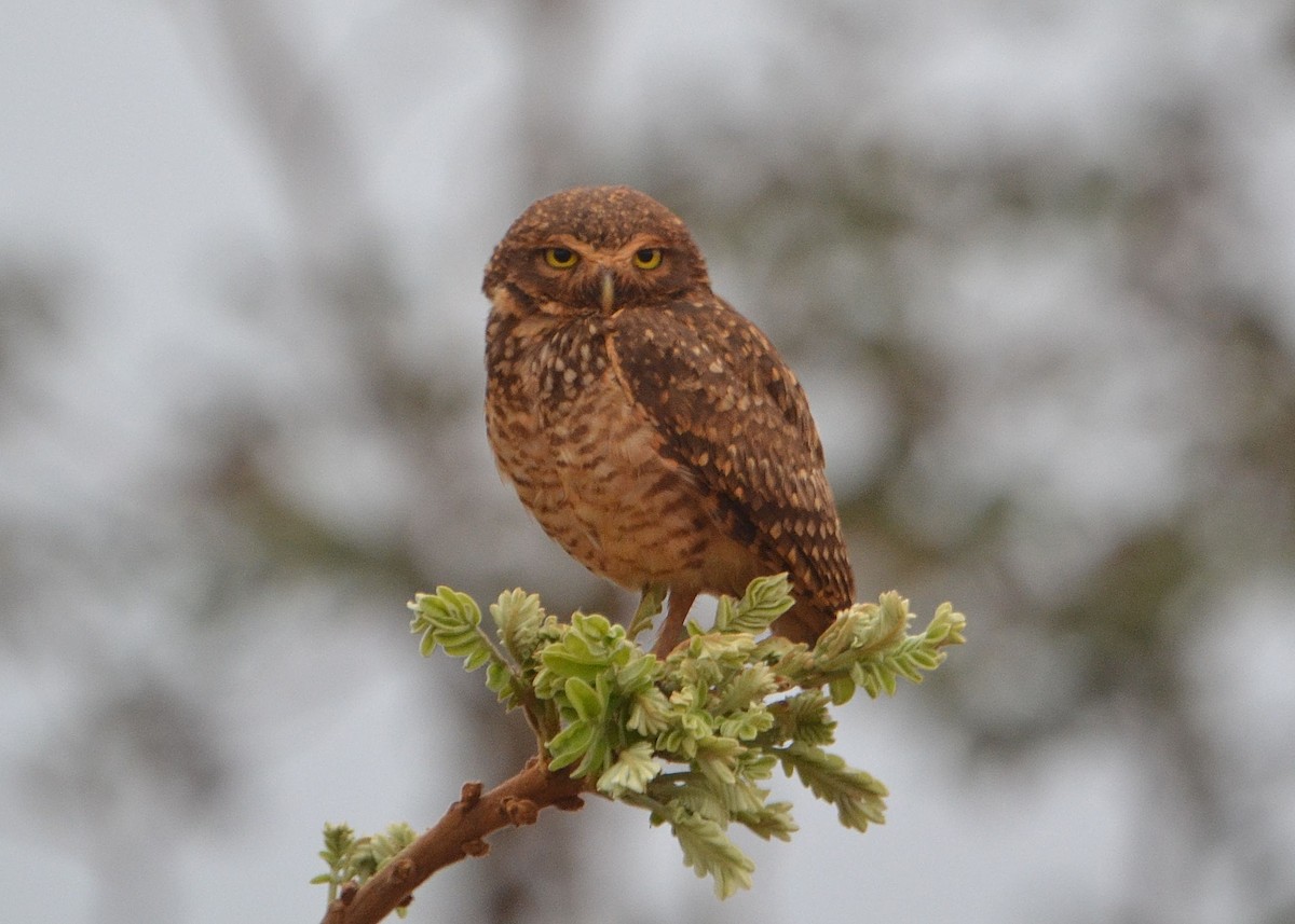 Burrowing Owl - ML625321193