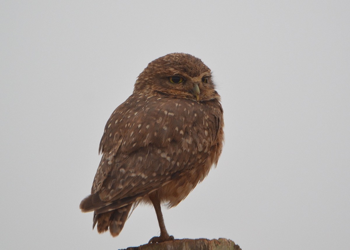 Burrowing Owl - ML625321196