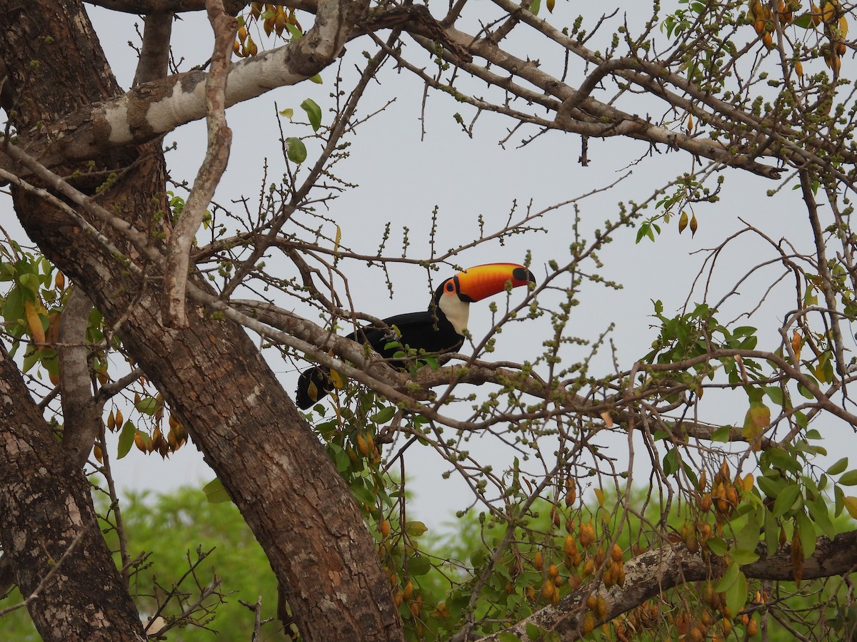 Toco Toucan - ML625321213