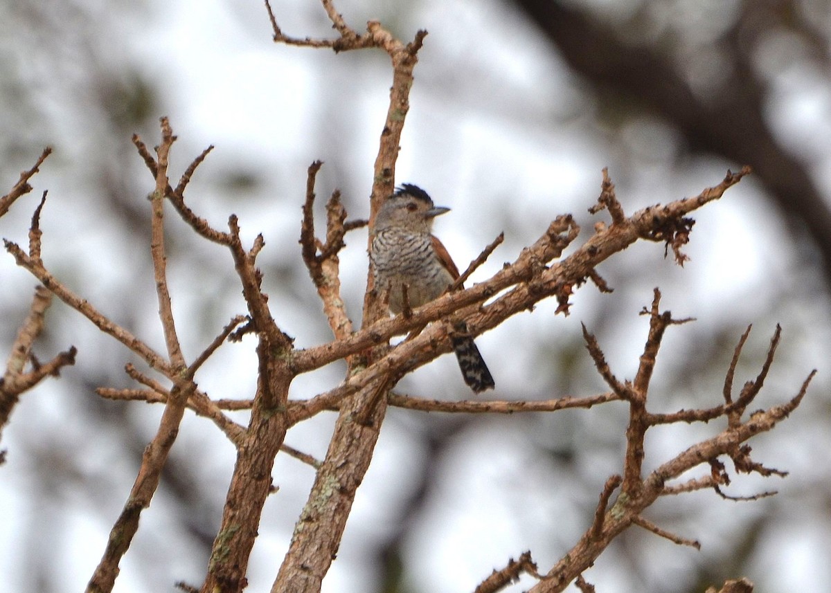 Rufous-winged Antshrike - ML625321320