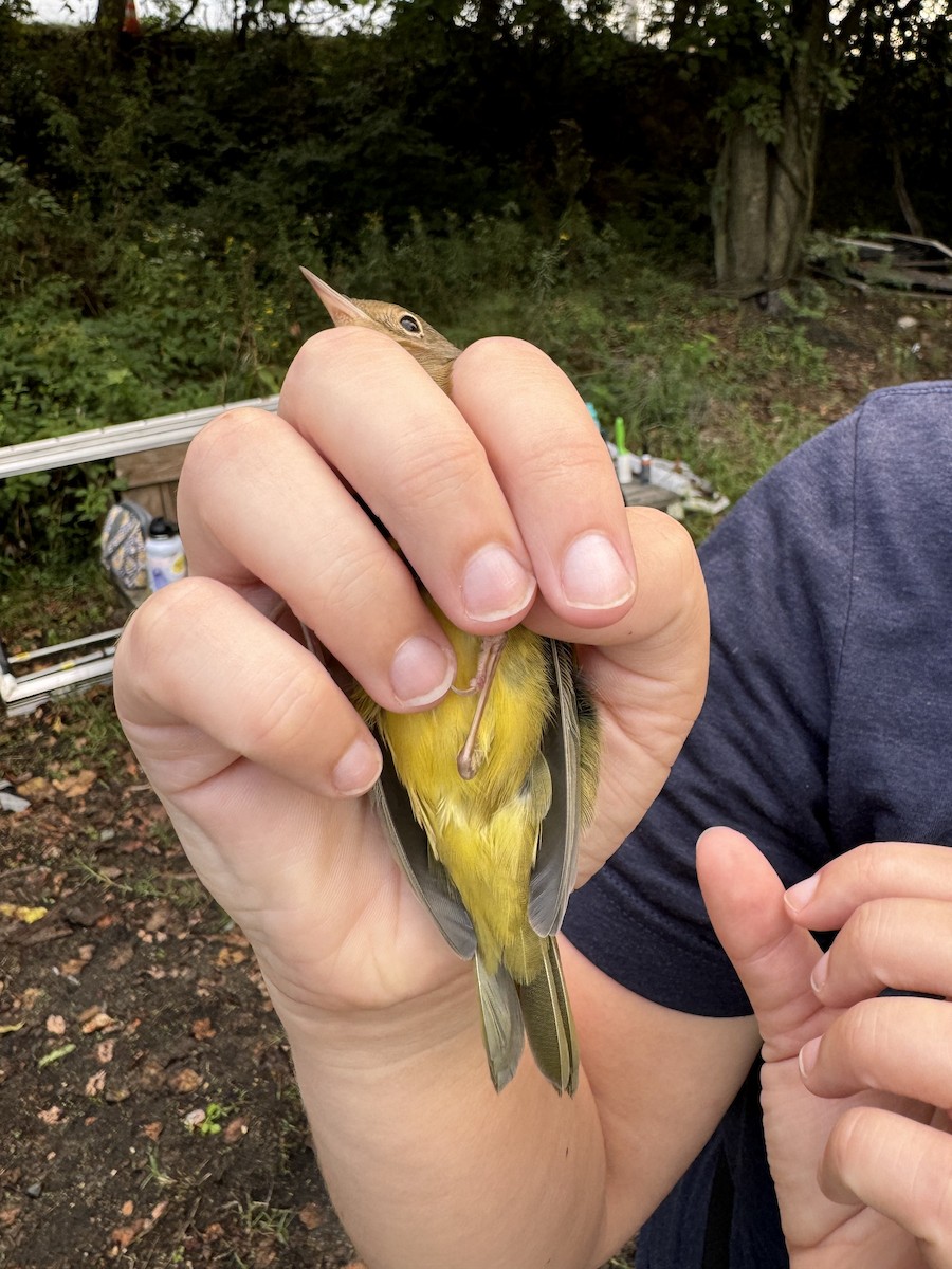 Connecticut Warbler - ML625321573