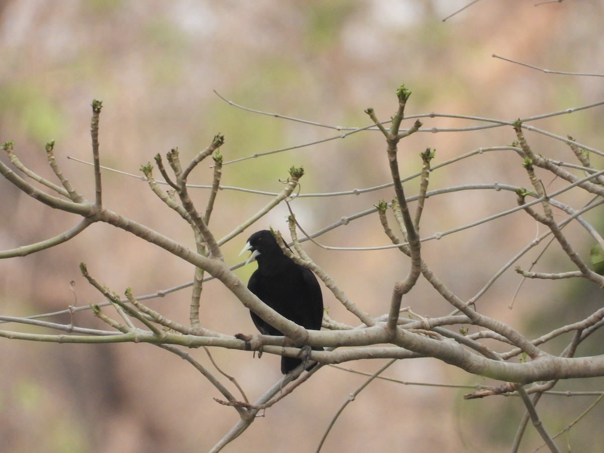 Solitary Black Cacique - ML625321662