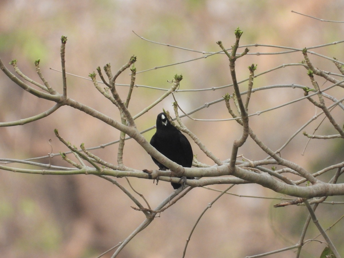 Solitary Black Cacique - ML625321663