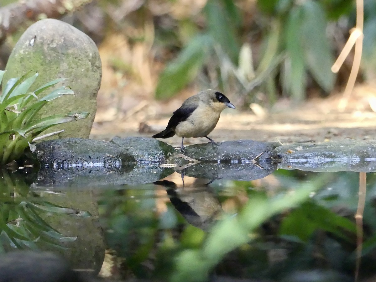 Black-goggled Tanager - ML625321691