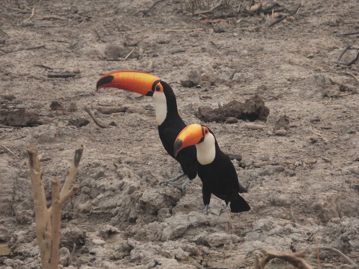 Toco Toucan - ML625321720