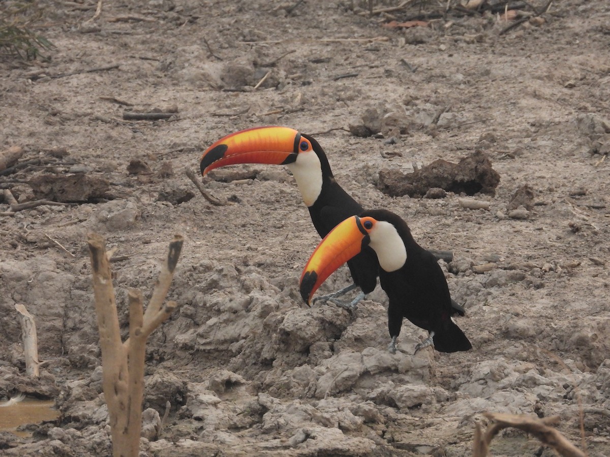 Toco Toucan - angel Vela laina