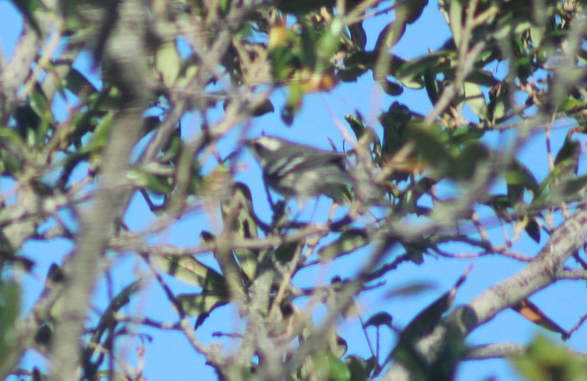 Black-throated Gray Warbler - ML625321769