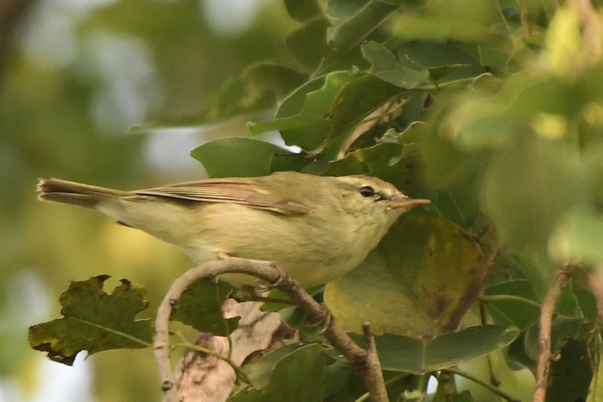 Greenish Warbler - ML625321797