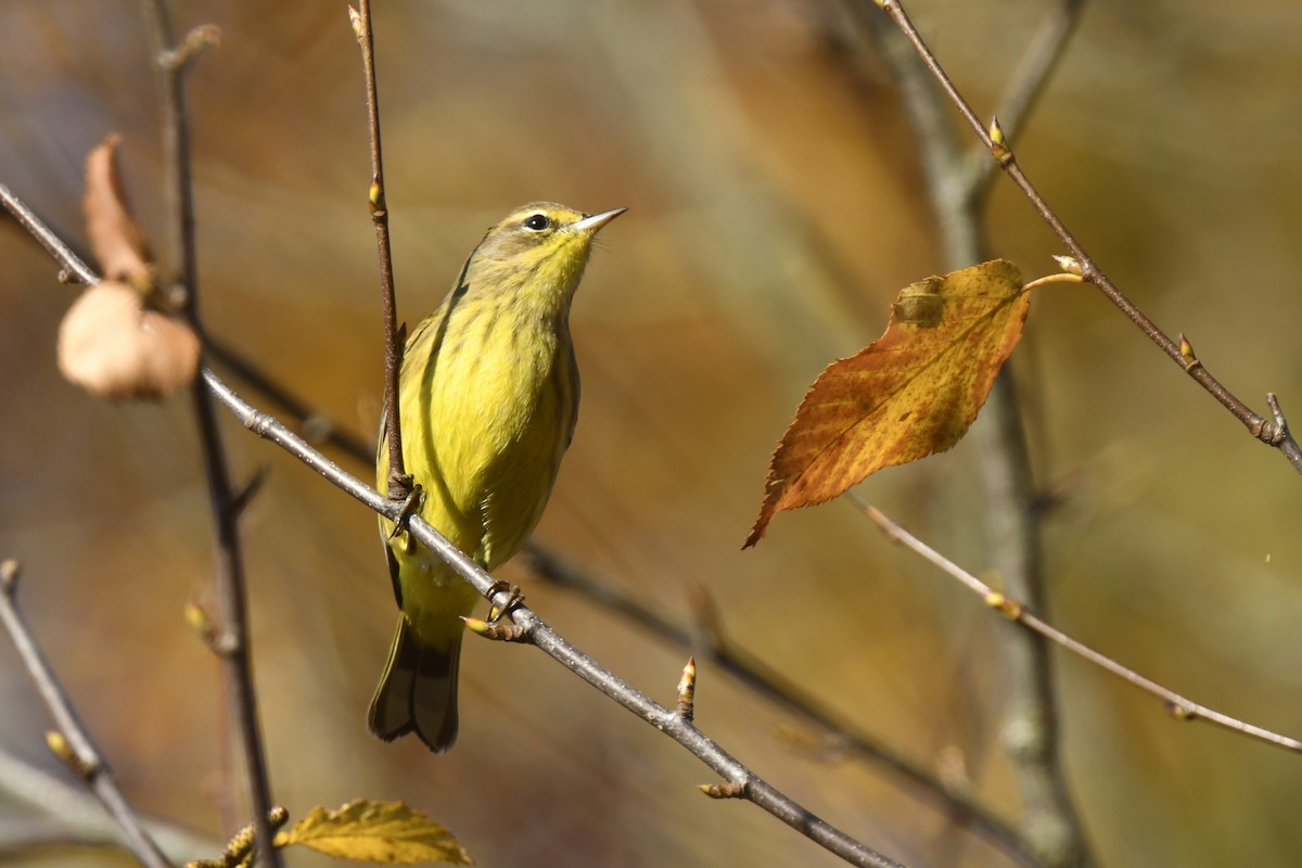 Palm Warbler - ML625321848