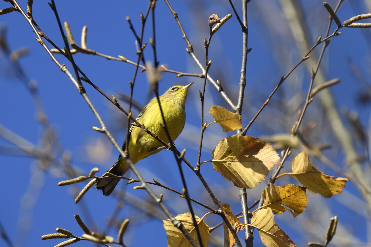 Palm Warbler - ML625321859