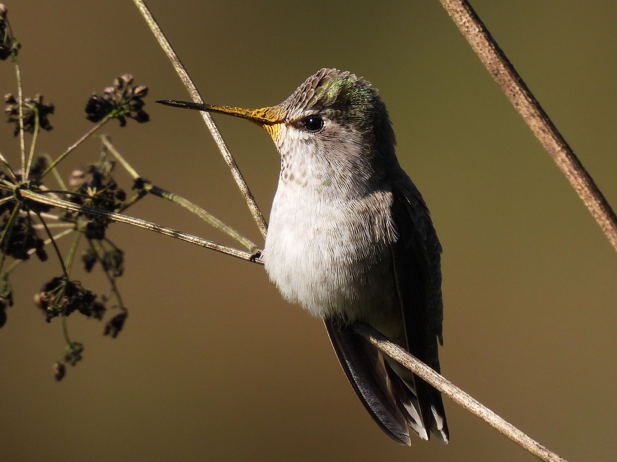 hummingbird sp. - ML625321871