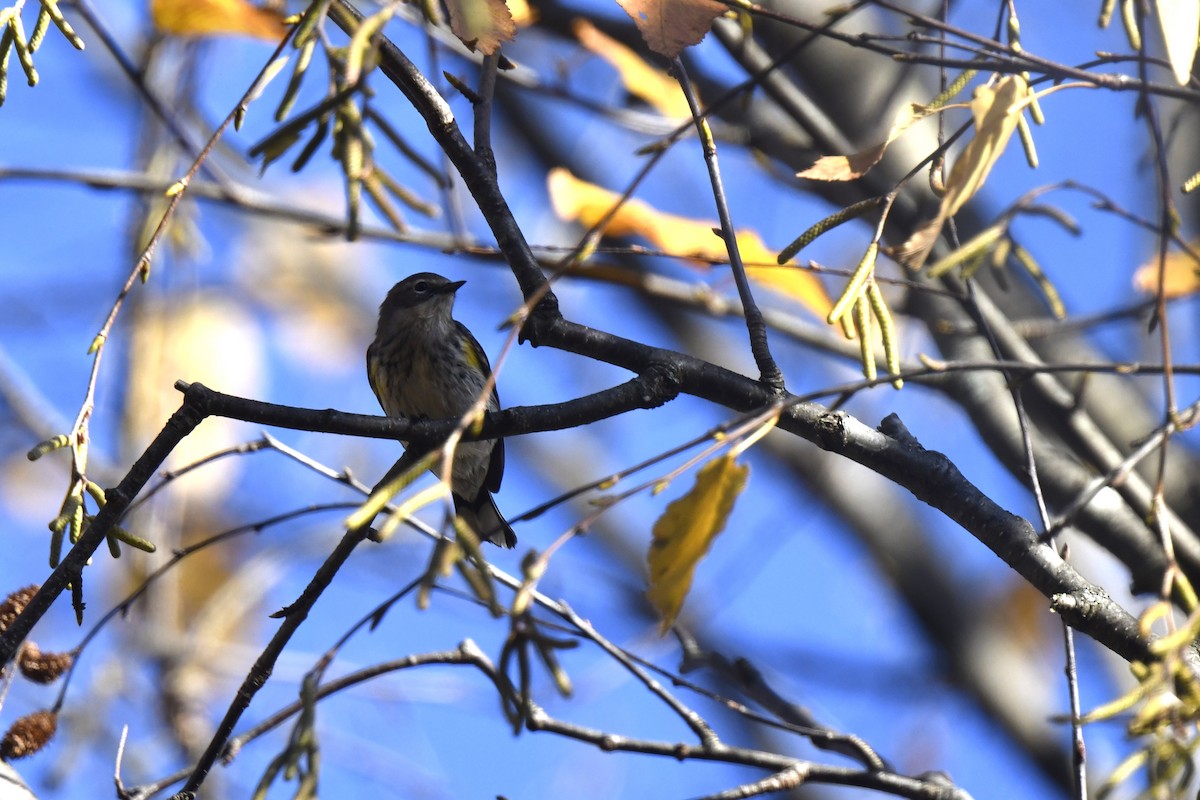 Yellow-rumped Warbler - ML625321896