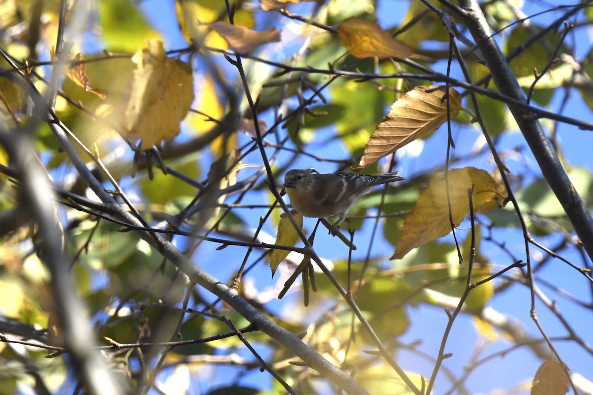 American Goldfinch - ML625321906