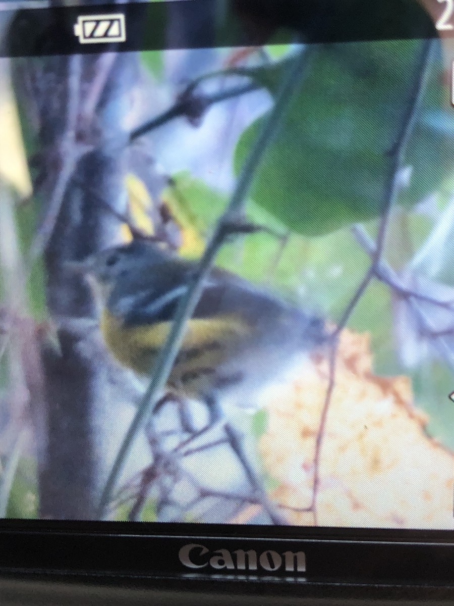 Magnolia Warbler - ML625321917