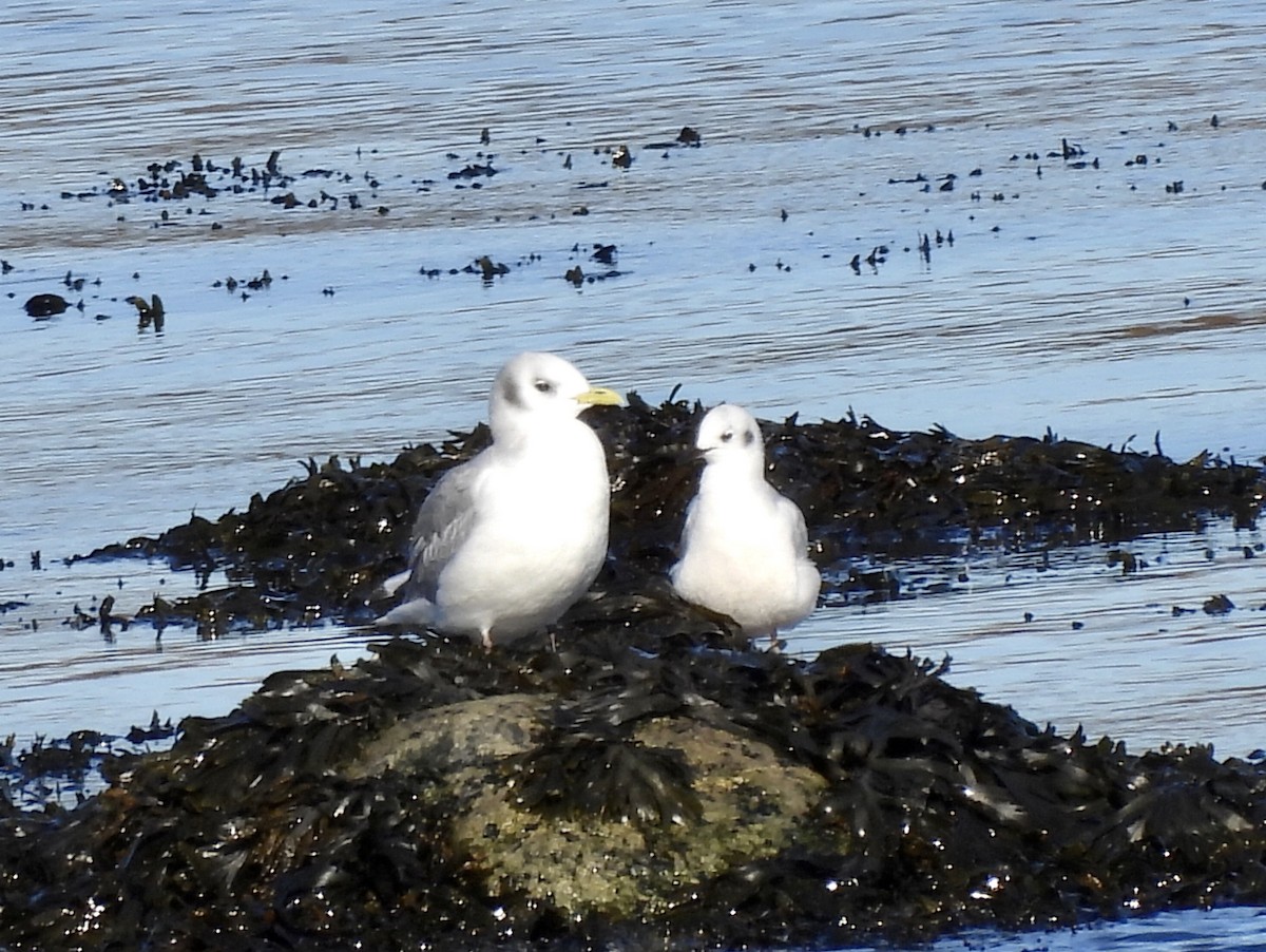 Black-legged Kittiwake - ML625321985