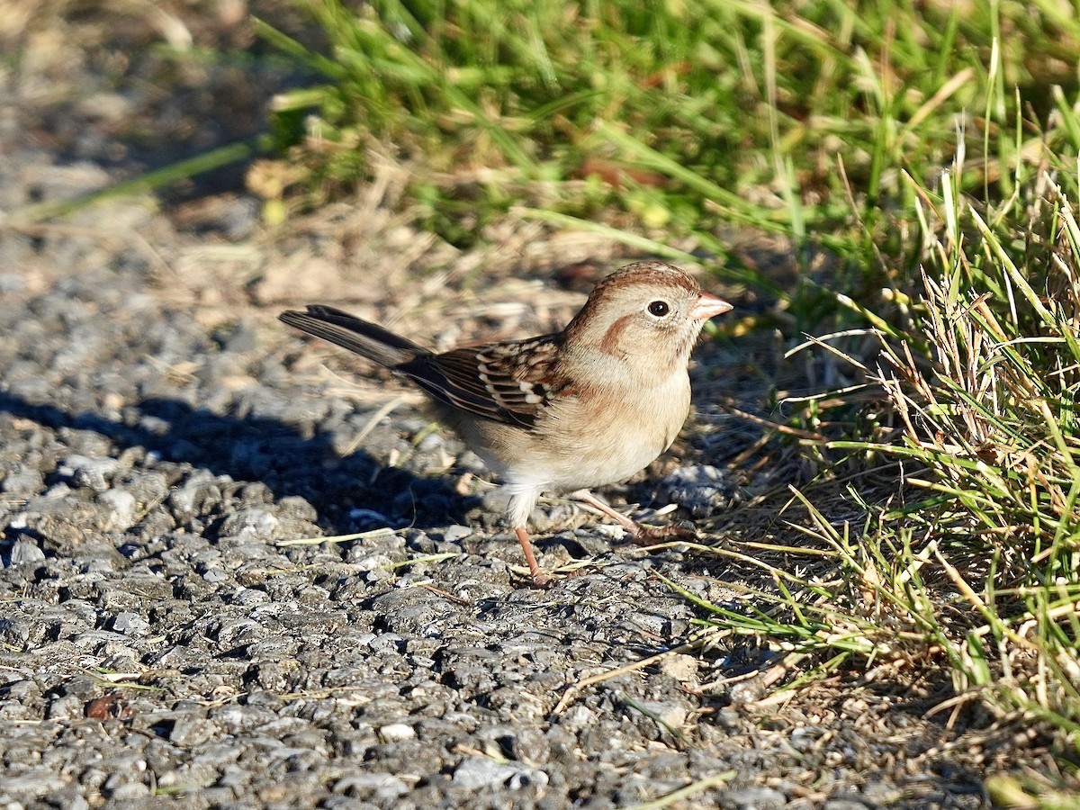 Field Sparrow - ML625322047