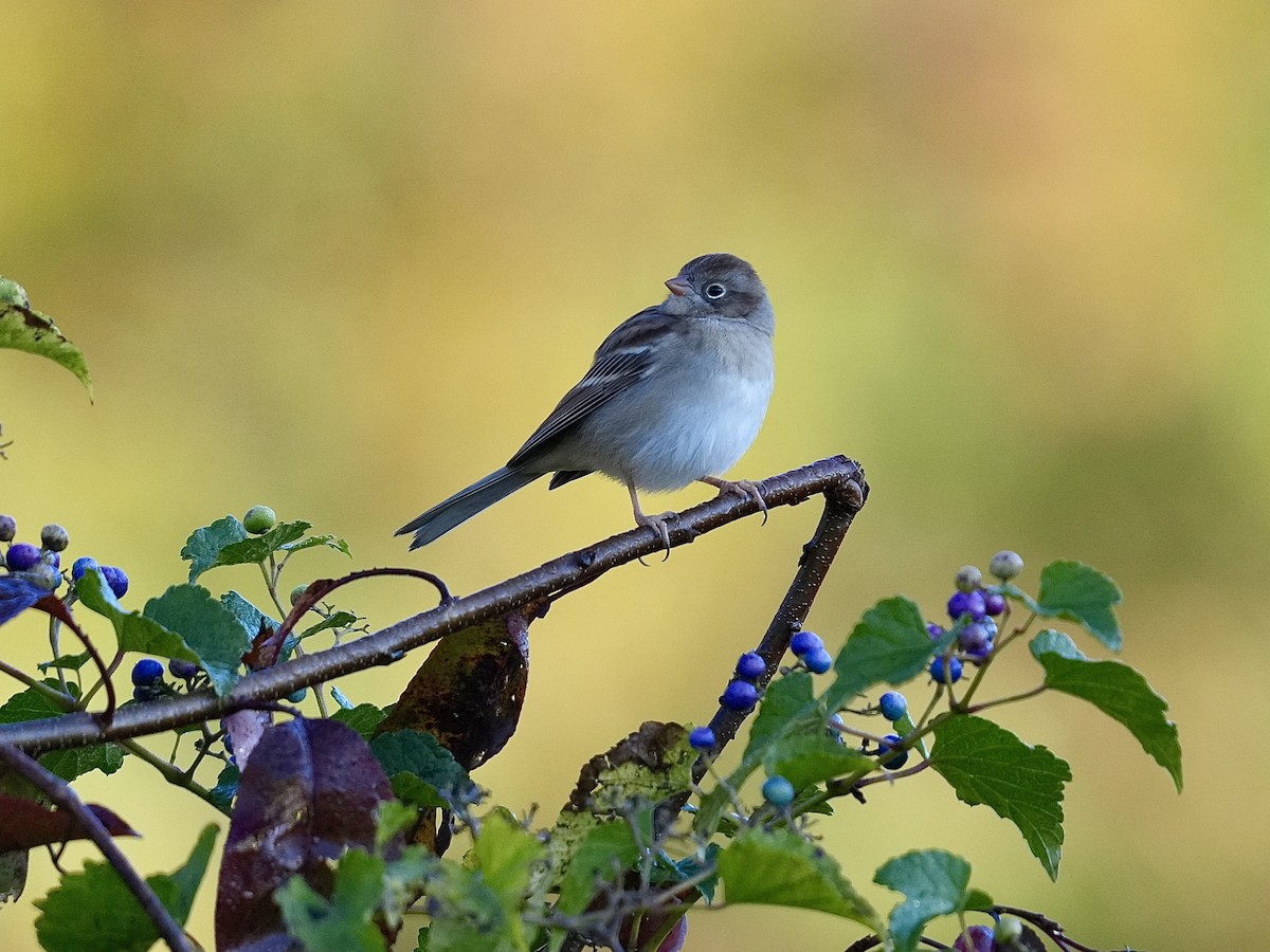 Field Sparrow - ML625322048