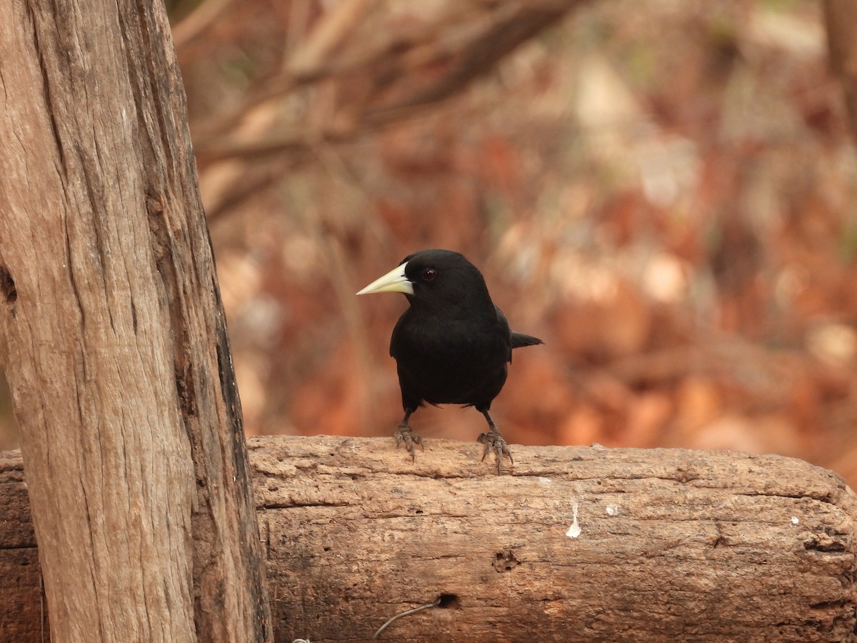 Solitary Black Cacique - ML625322107