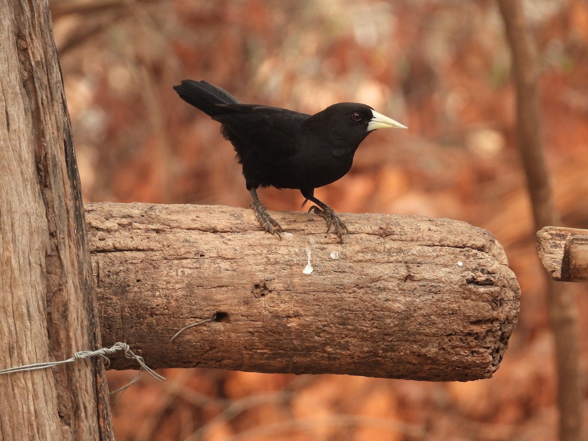 Solitary Black Cacique - ML625322108