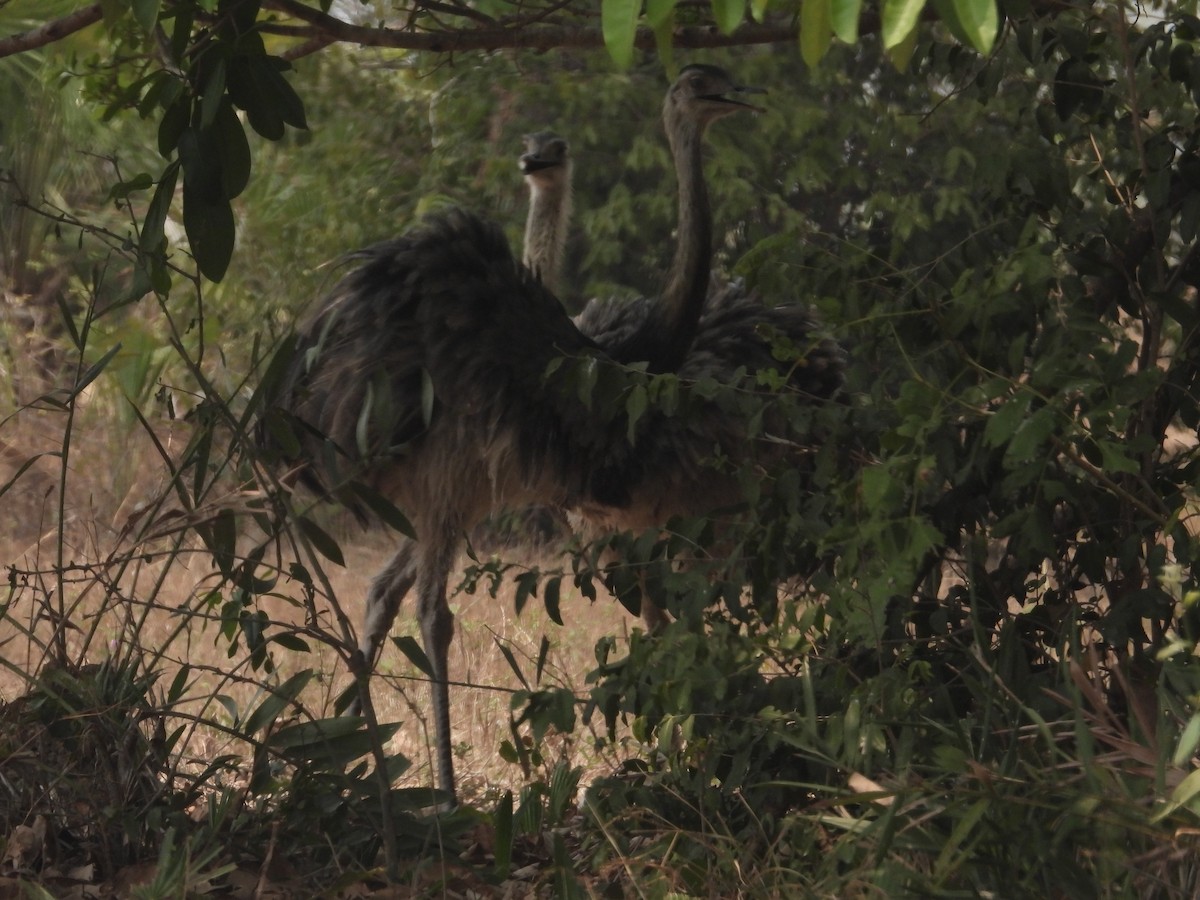 Greater Rhea - ML625322209