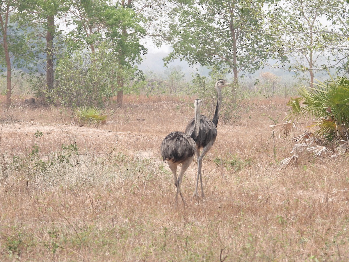 Greater Rhea - ML625322210