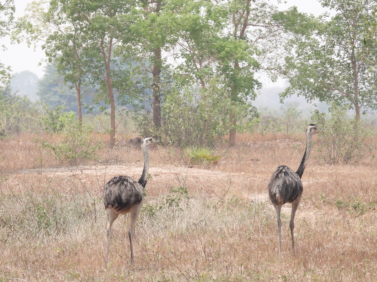 Greater Rhea - ML625322211