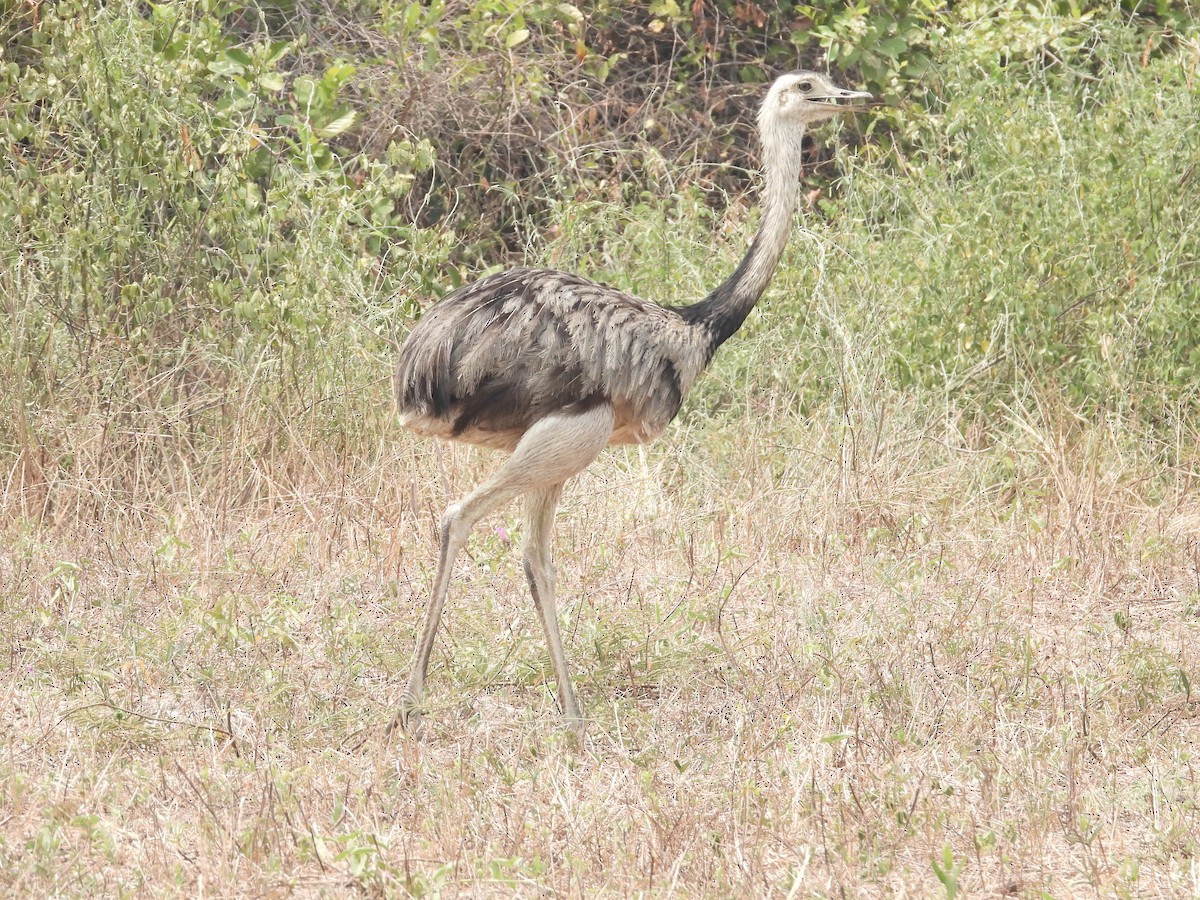 Greater Rhea - ML625322212