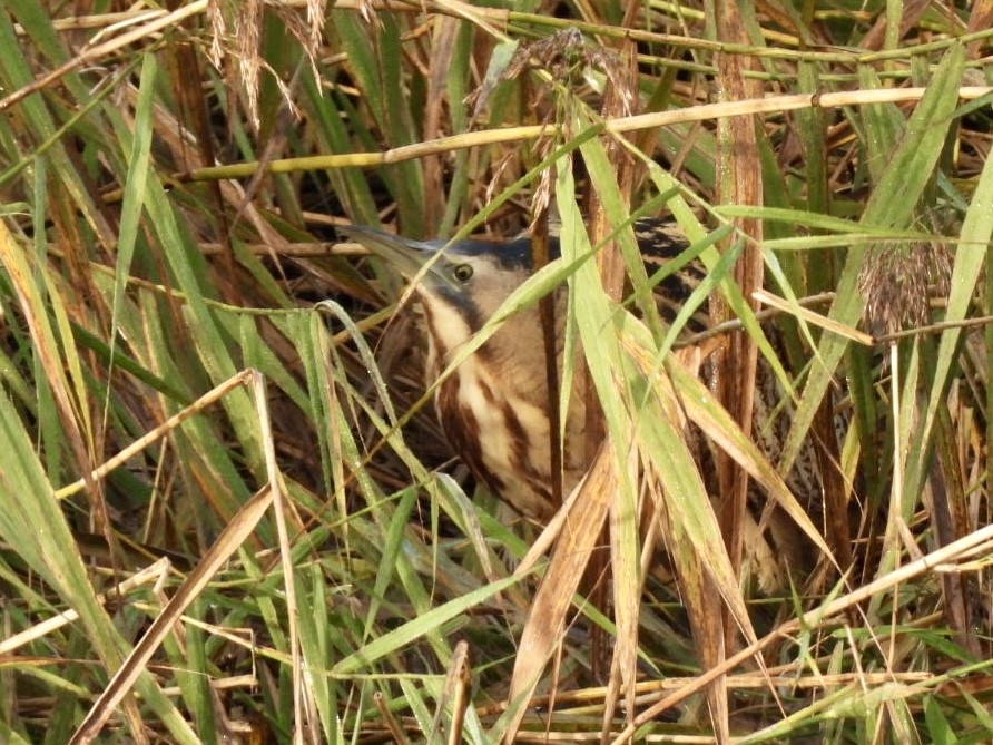 Eurasian Bittern - ML625322275