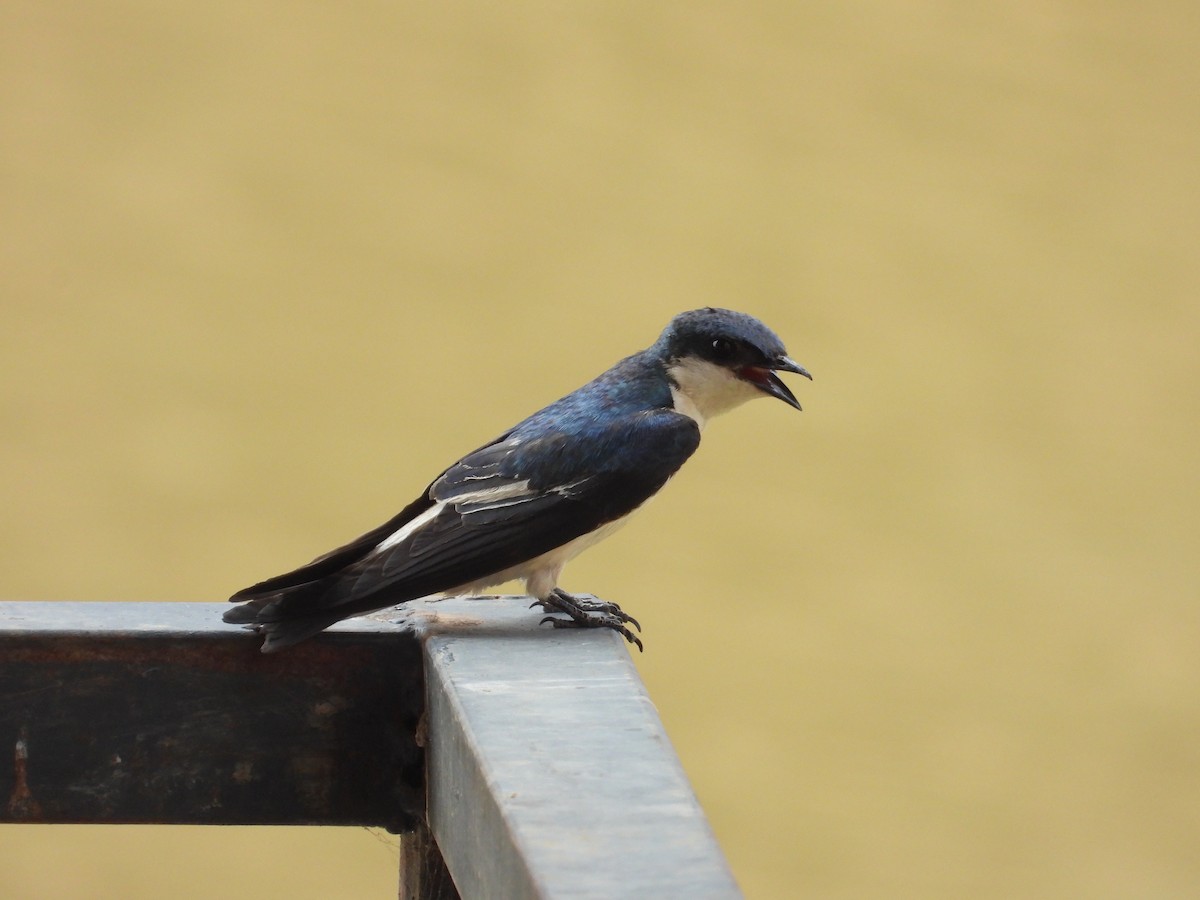 White-rumped Swallow - ML625322281