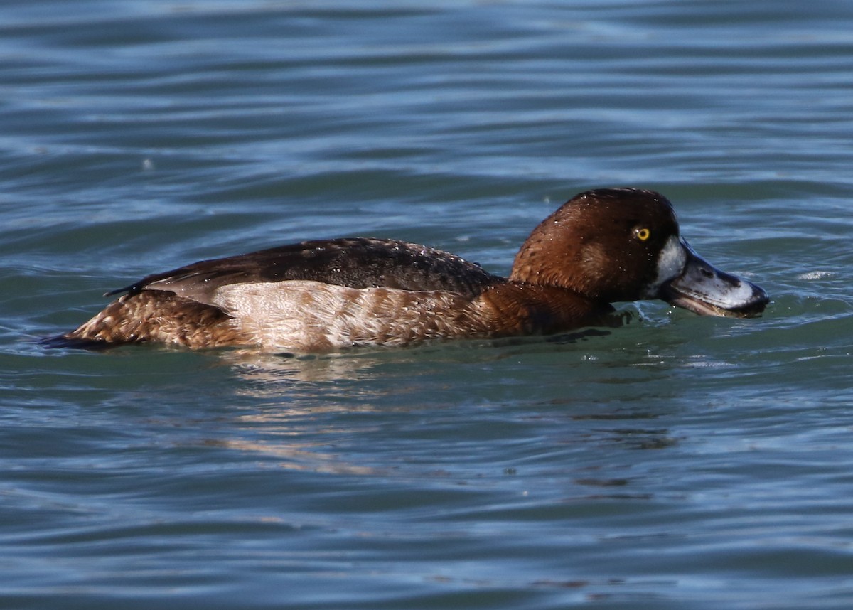 Greater Scaup - Linda Dalton