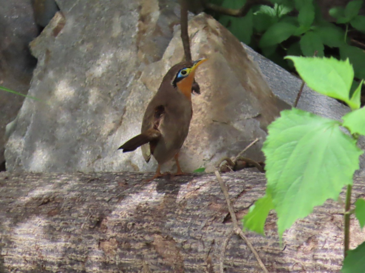 Lesser Ground-Cuckoo - ML625322533