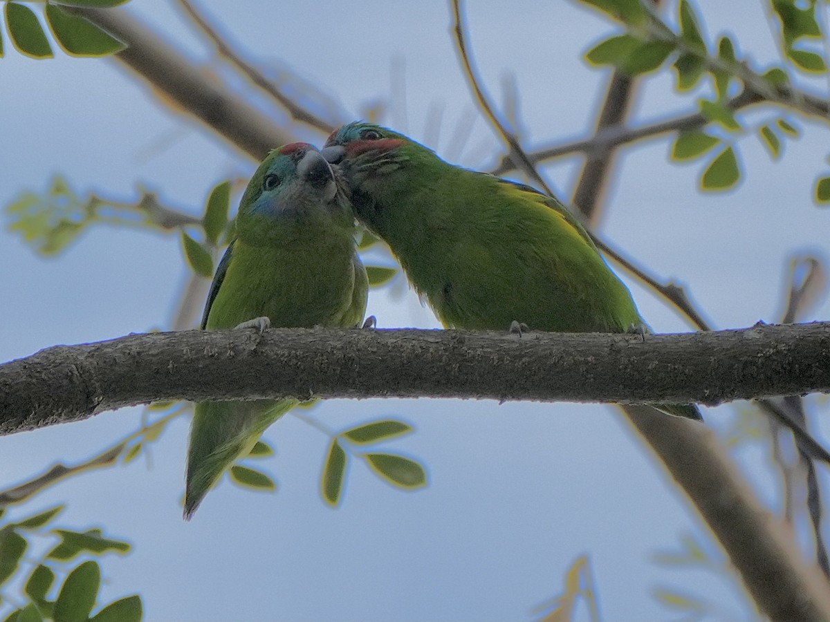 Double-eyed Fig-Parrot - ML625322639