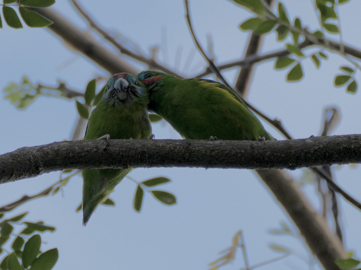 Double-eyed Fig-Parrot - ML625322640