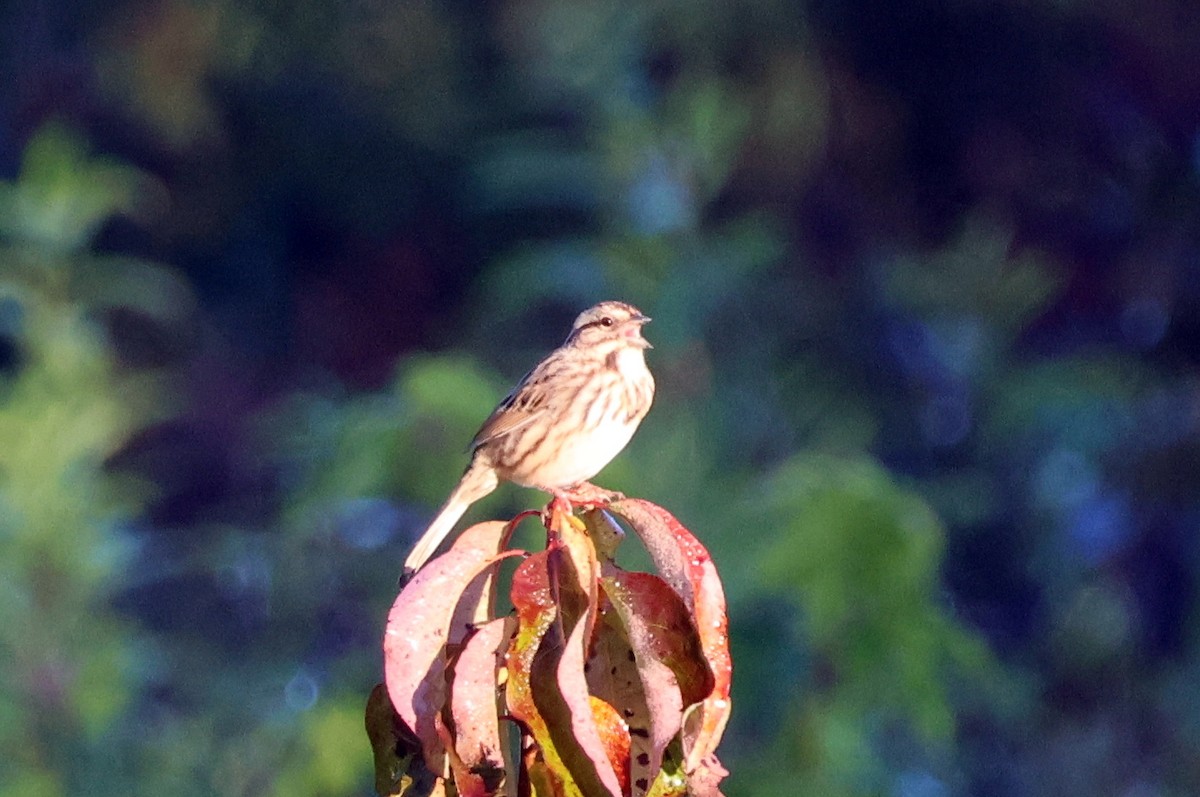 Song Sparrow - ML625322677