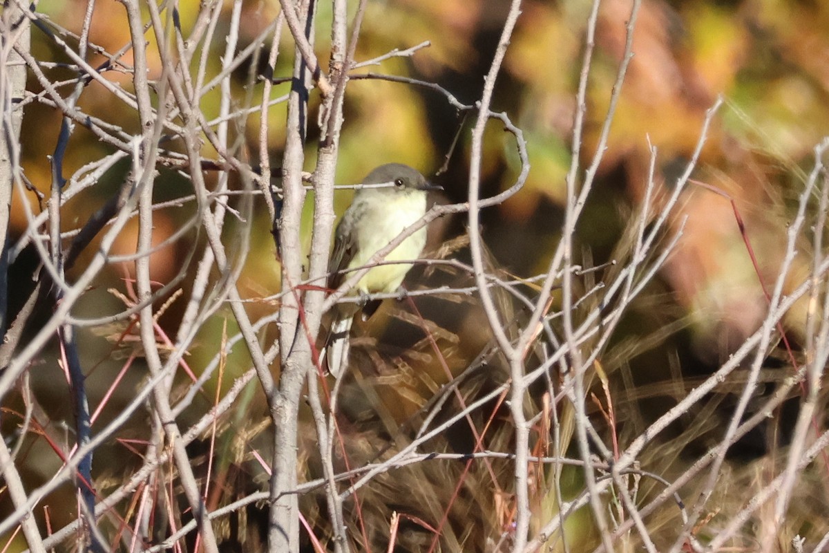 Eastern Phoebe - ML625322718