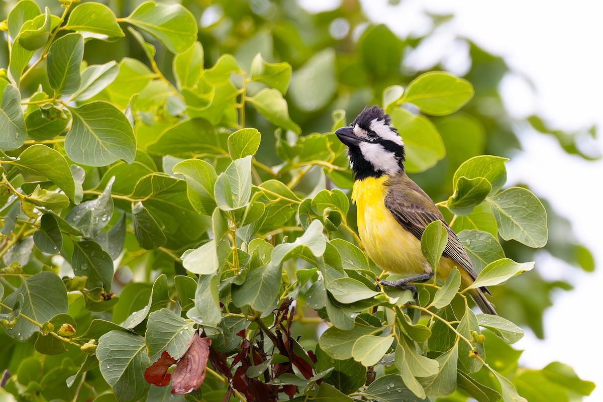 Northern Shrike-tit - ML625322797