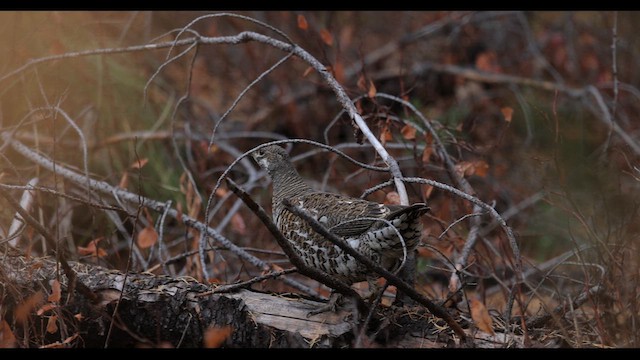 Spruce Grouse - ML625322806