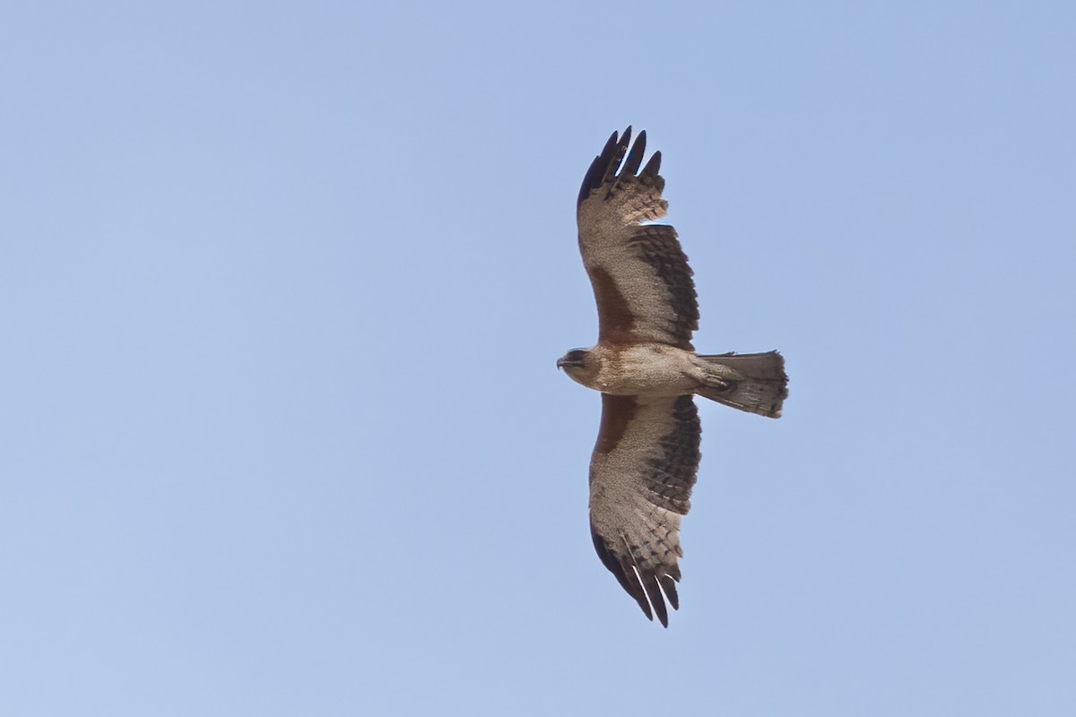 Little Eagle - ML625322814