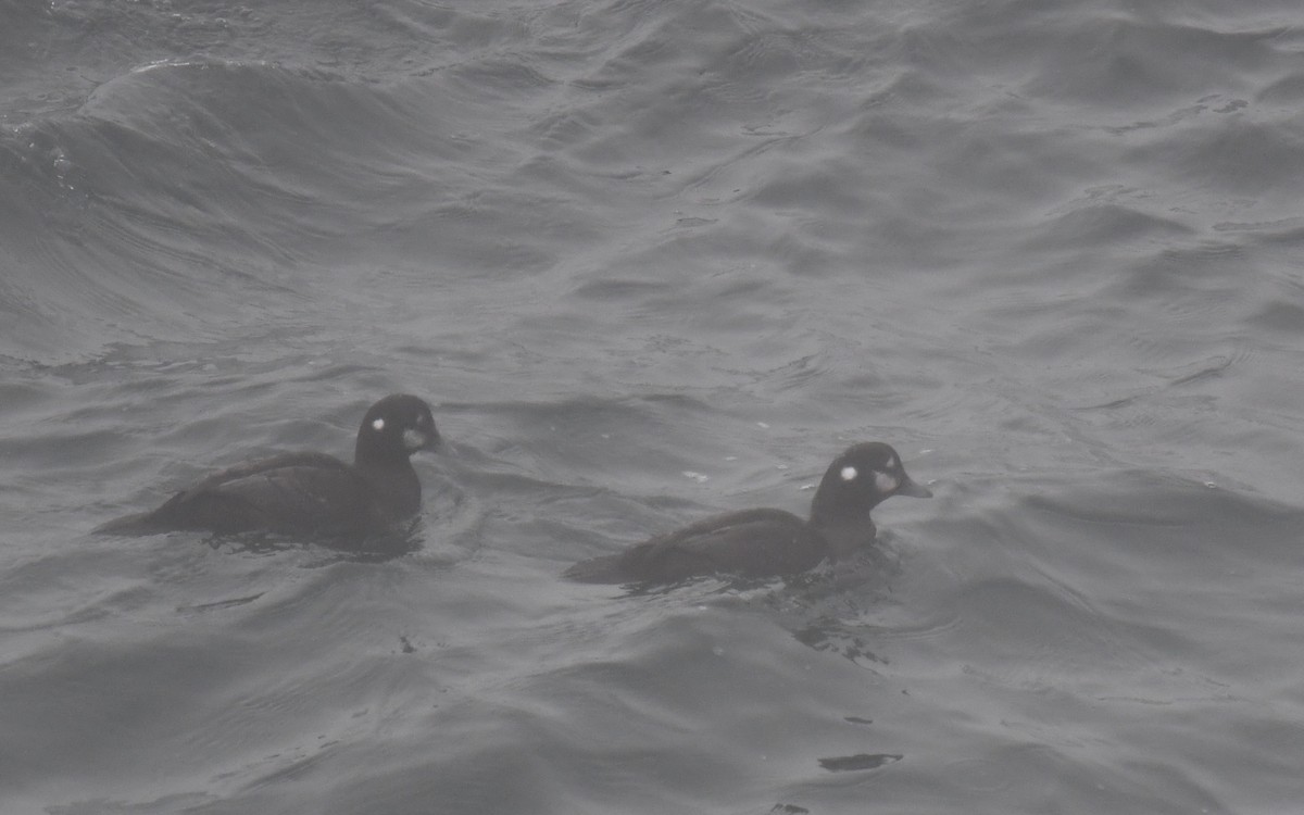 Harlequin Duck - ML625322899