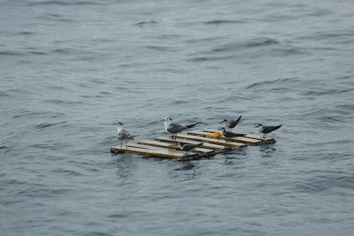 Bridled Tern - ML625323009