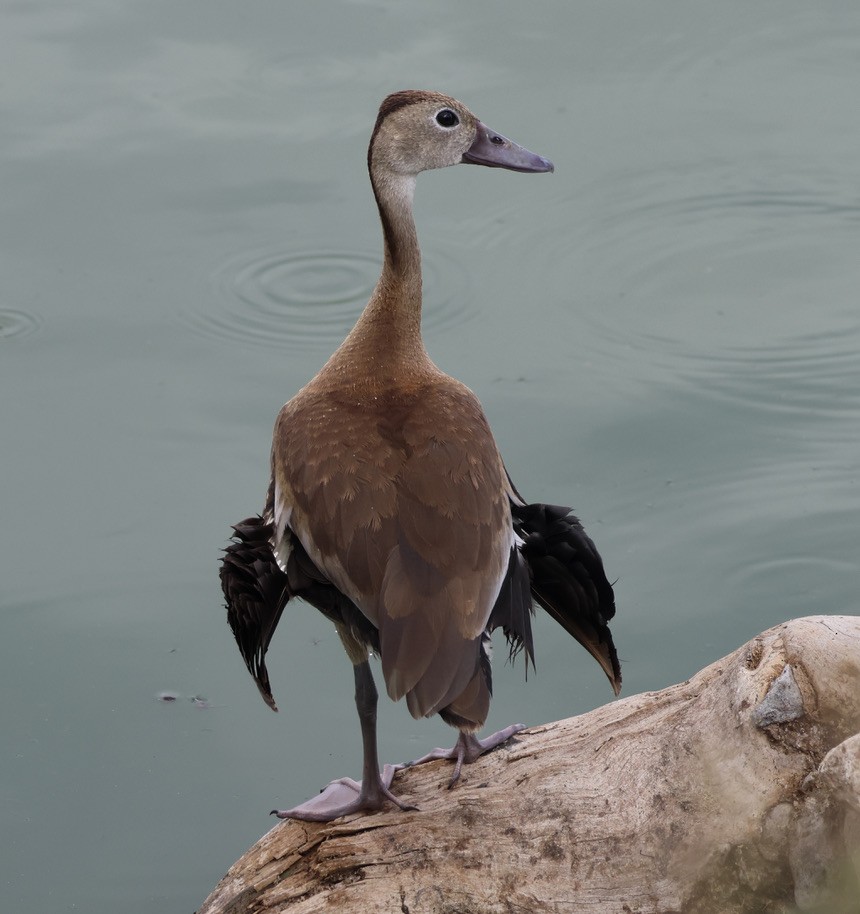 Black-bellied Whistling-Duck - ML625323029