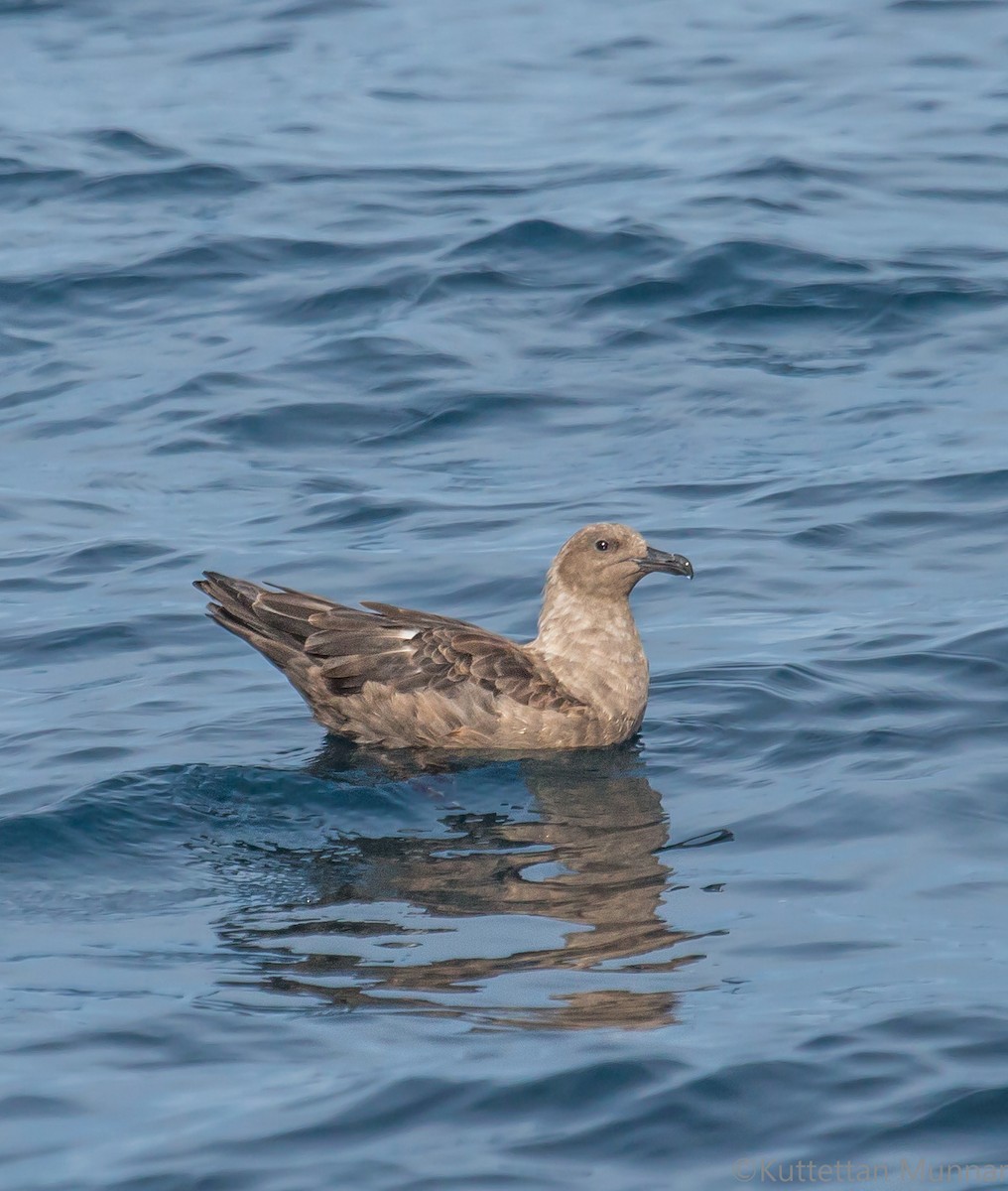 South Polar Skua - ML625323046