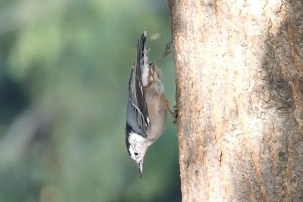 White-breasted Nuthatch - ML625323095