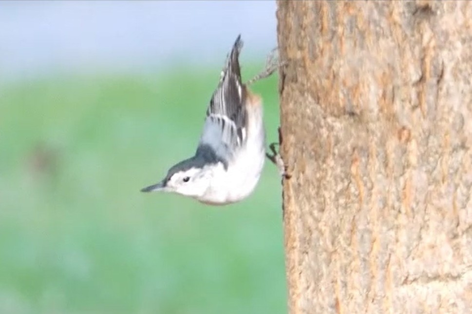 White-breasted Nuthatch - ML625323096