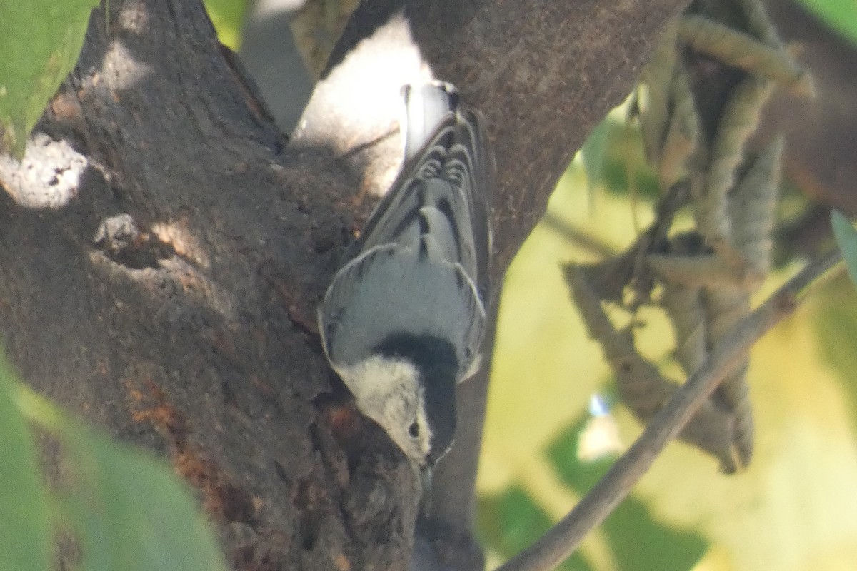 White-breasted Nuthatch - ML625323097