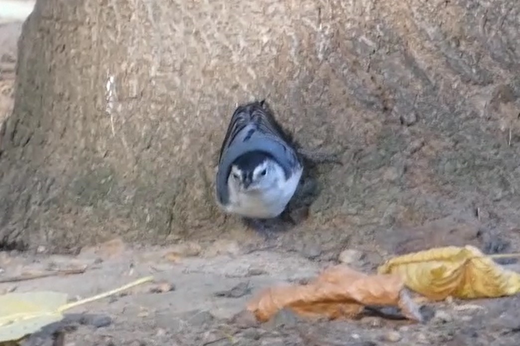 White-breasted Nuthatch - ML625323098