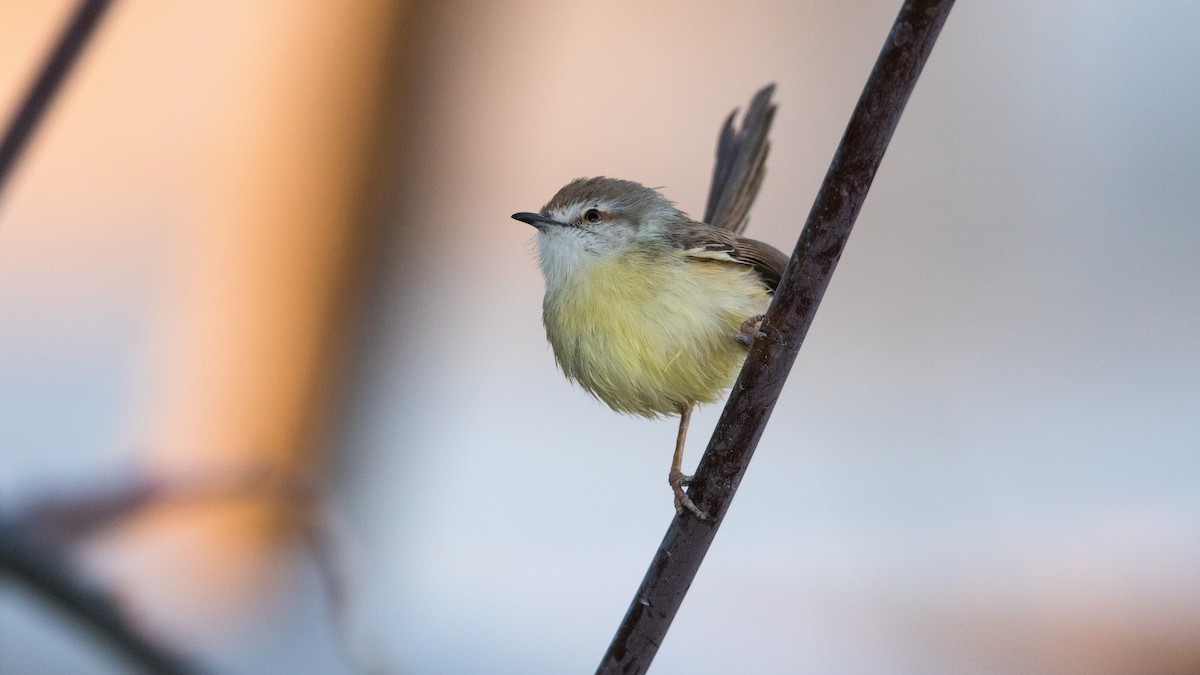 Black-chested Prinia - Martti Siponen